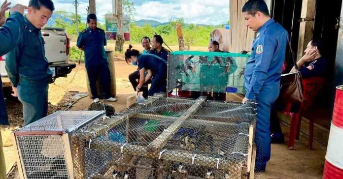 Over 300 Animals Confiscated in Wildlife Trafficking Crackdown in Dak Cheung District
