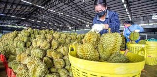 Thai Durian Exports to China Surge by 365 Percent Amidst Utilization of China-Laos Railway