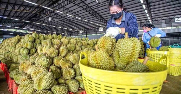 Thai Durian Exports to China Surge by 365 Percent Amidst Utilization of China-Laos Railway