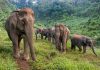 Elephant Conservation Ongoing Priority for Wwf-Laos Following Devastating Deaths