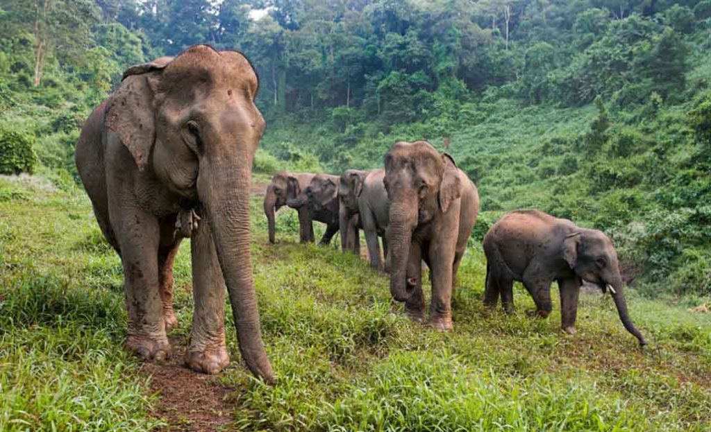 Elephant Conservation Ongoing Priority for Wwf-Laos Following Devastating Deaths