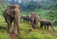 Elephant Conservation Ongoing Priority for Wwf-Laos Following Devastating Deaths