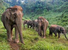 Elephant Conservation Ongoing Priority for Wwf-Laos Following Devastating Deaths