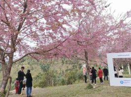 Japan Supports Lao-Japan Friendship Cherry Blossom Garden with USD 63,000 for Security, Environment Upgrades
