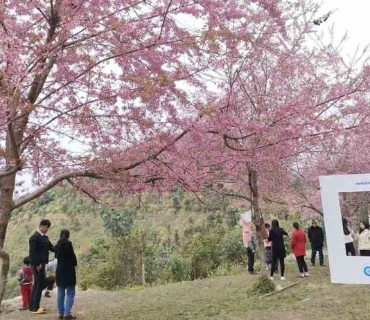 Japan Supports Lao-Japan Friendship Cherry Blossom Garden with USD 63,000 for Security, Environment Upgrades