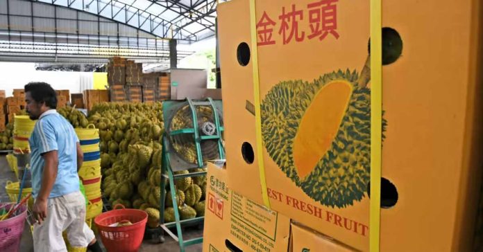 Thai Durian Exports to China Face Uncertain Future Amid Economic Slowdown, El Nino Threat