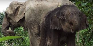 Elephant Calf Born in Laos Signifies Progress in Conservation Efforts