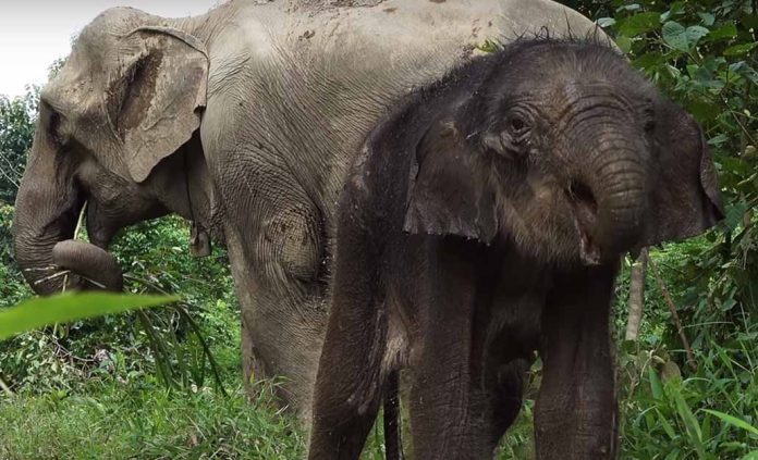 Elephant Calf Born in Laos Signifies Progress in Conservation Efforts