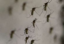 Successful Wolbachia Bacteria Project in Laos Holds Promise for Mosquito Population Control