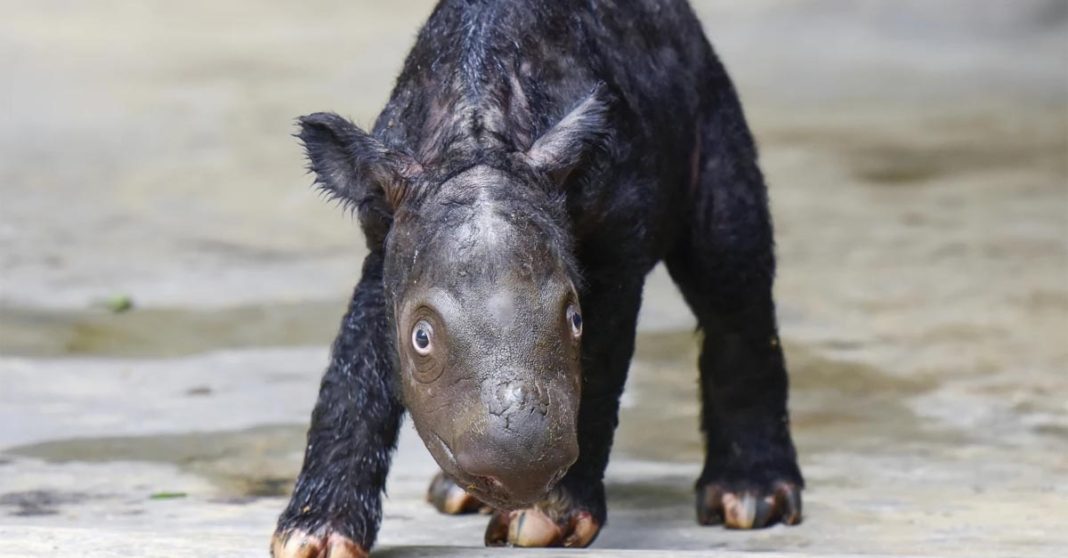 Sumatran Rhino Calf Born in Indonesia Adds to Endangered Species of Fewer Than 50 Animals