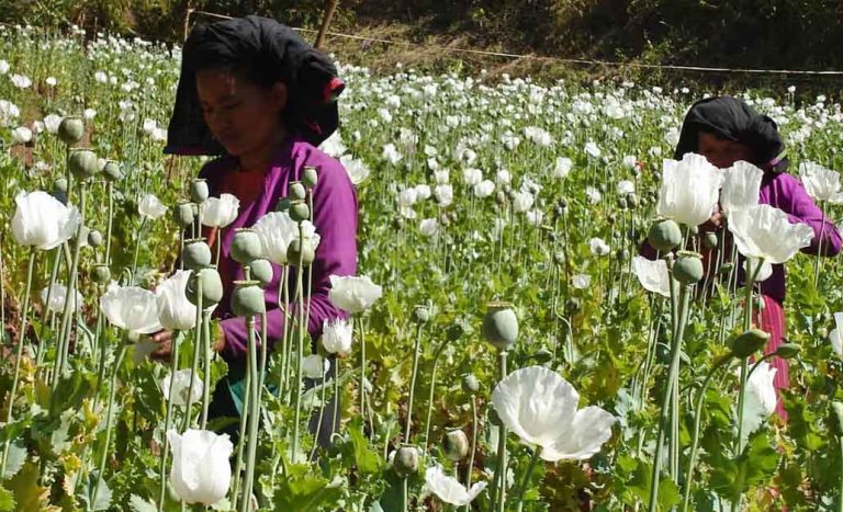 Myanmar Takes Lead as Largest Opium Source, Laos Defies Trend