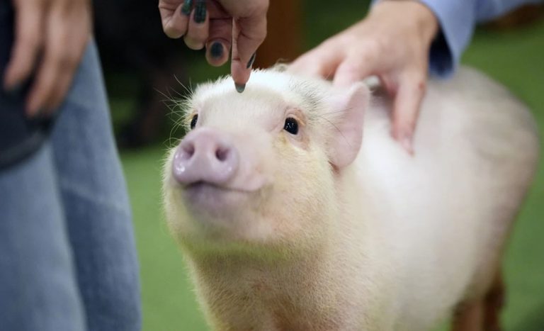 At Trendy Japanese Cafés, Customers Enjoy Cuddling With Pigs