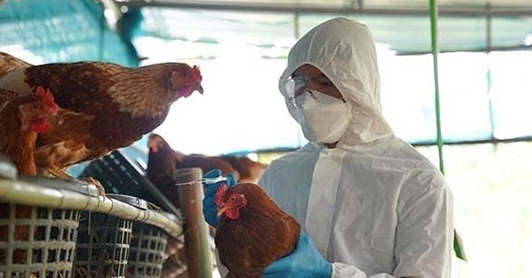 Bird Flu Outbreak Detected in Vientiane Market