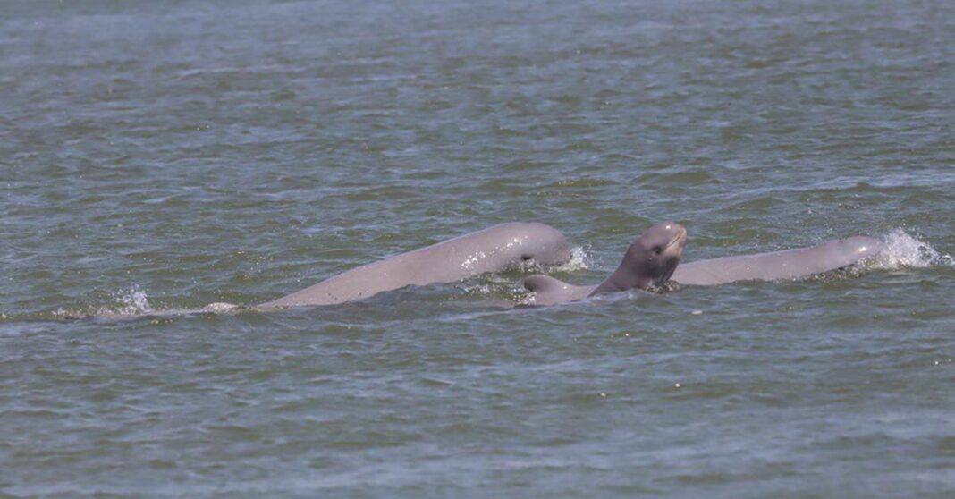 Newborn Irrawaddy Dolphin Calf Spotted in Cambodia, Signaling Hope for Endangered Species