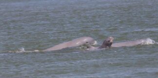 Newborn Irrawaddy Dolphin Calf Spotted in Cambodia, Signaling Hope for Endangered Species