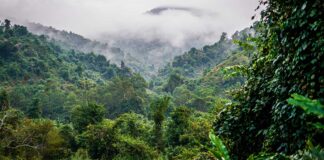 Harnessing Innovation for Sustainable Water and Forest Management in Asia-Pacific