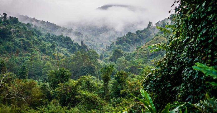 Harnessing Innovation for Sustainable Water and Forest Management in Asia-Pacific