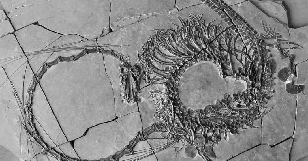 Scientists Announce Discovery of ‘Very Strange’ 240 Million-Year-Old ‘Chinese Dragon’ Fossil