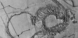 Scientists Announce Discovery of ‘Very Strange’ 240 Million-Year-Old ‘Chinese Dragon’ Fossil