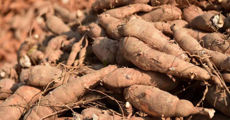 Laos Faces Second Month of Trade Deficit Despite Cassava Export Boom