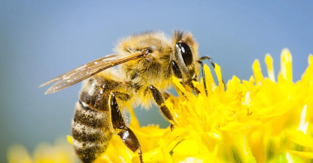 World Bee Day: Celebrating the Role of Bees in Our Ecosystem