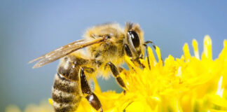 World Bee Day: Celebrating the Role of Bees in Our Ecosystem