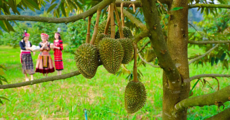 Lao Durian Sector to Focus on Export Growth to China