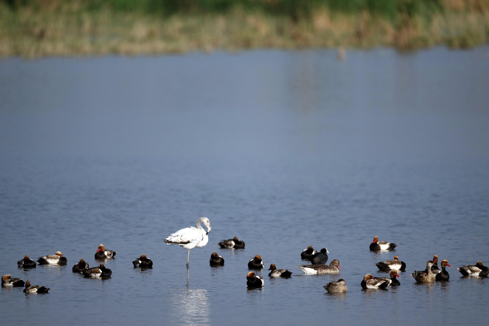 A greater flamingo is seen in Ulan Suhai Lake in Urad Qianqi, north China's Inner Mongolia Autonomous Region, May 25, 2024.