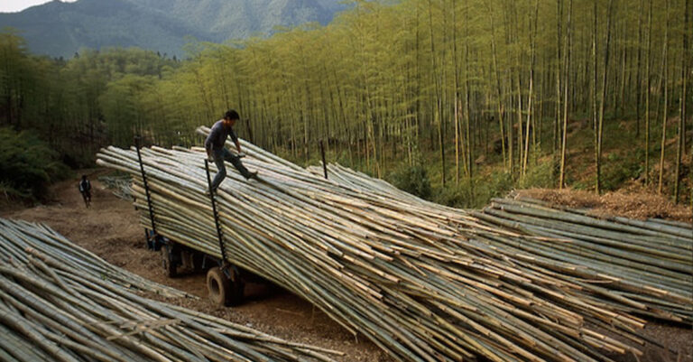 Bamboo Concession Project to Boost Local Economy in Oudomxay Province.