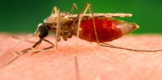 Malaria Cases Rise in Asia Pacific Despite Regional Gains