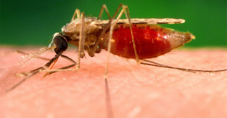 Malaria Cases Rise in Asia Pacific Despite Regional Gains