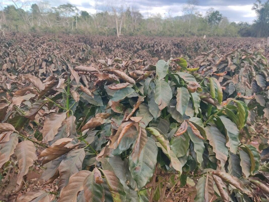 Recent Cold Snap Damages Coffee Plantations in Champasack