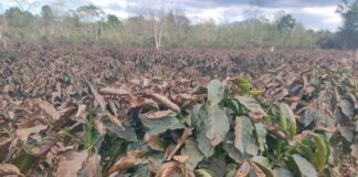 Recent Cold Snap Damages Coffee Plantations in Champasack