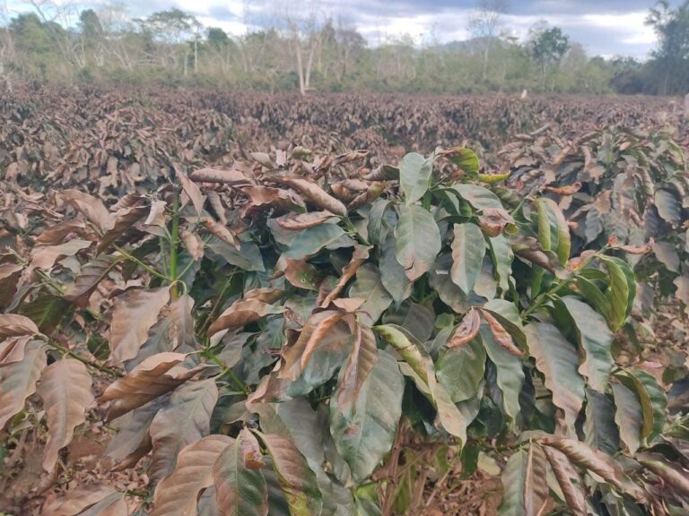 Recent Cold Snap Damages Coffee Plantations in Champasack