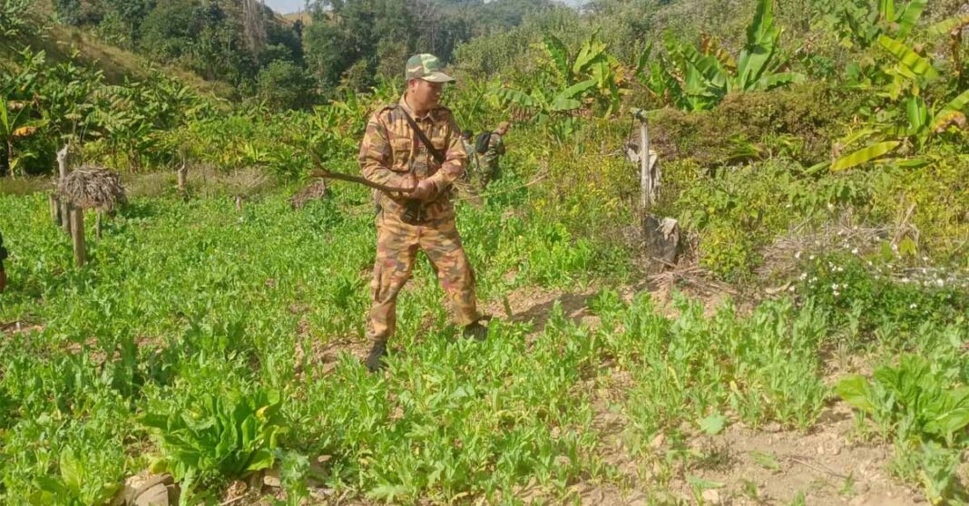 Authorities Destroy 15 Hectares of Opium Poppy Fields in Luang Namtha