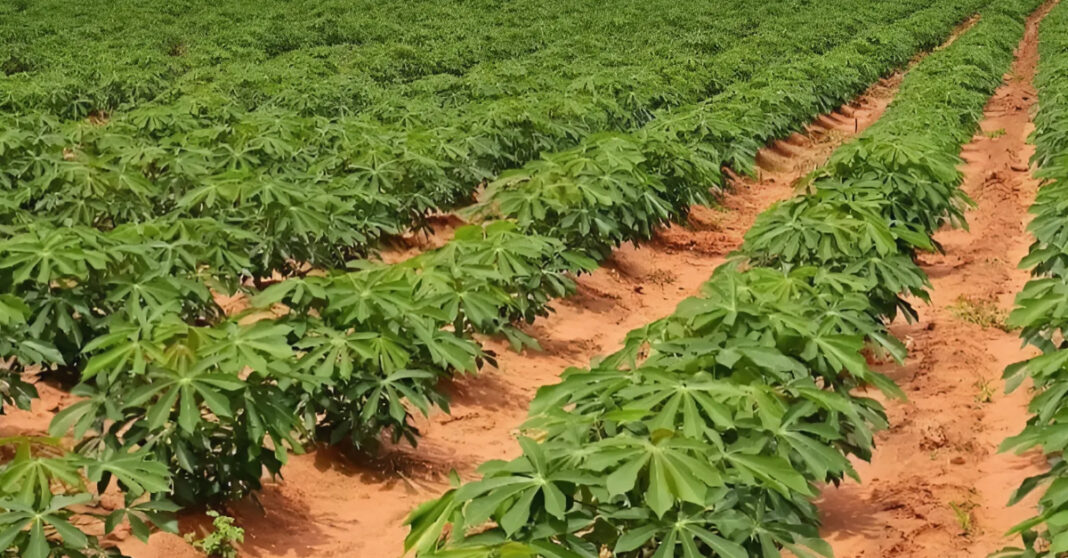 Xayaboury Produces 1.56 Million Tons of Cassava in 2024, Boosts Exports to Thailand