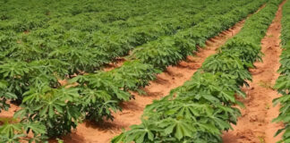 Xayaboury Produces 1.56 Million Tons of Cassava in 2024, Boosts Exports to Thailand