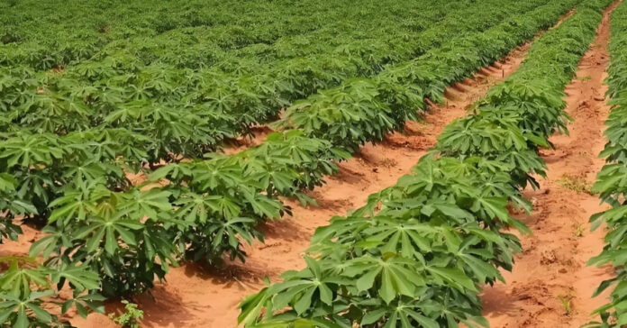 Xayaboury Produces 1.56 Million Tons of Cassava in 2024, Boosts Exports to Thailand