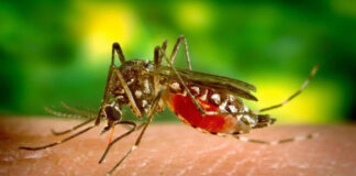 Laos Reports Over 20,000 Dengue Fever Cases in 2024 Linked to Climate-Driven Shifts