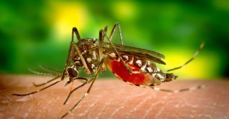 Laos Reports Over 20,000 Dengue Fever Cases in 2024 Linked to Climate-Driven Shifts