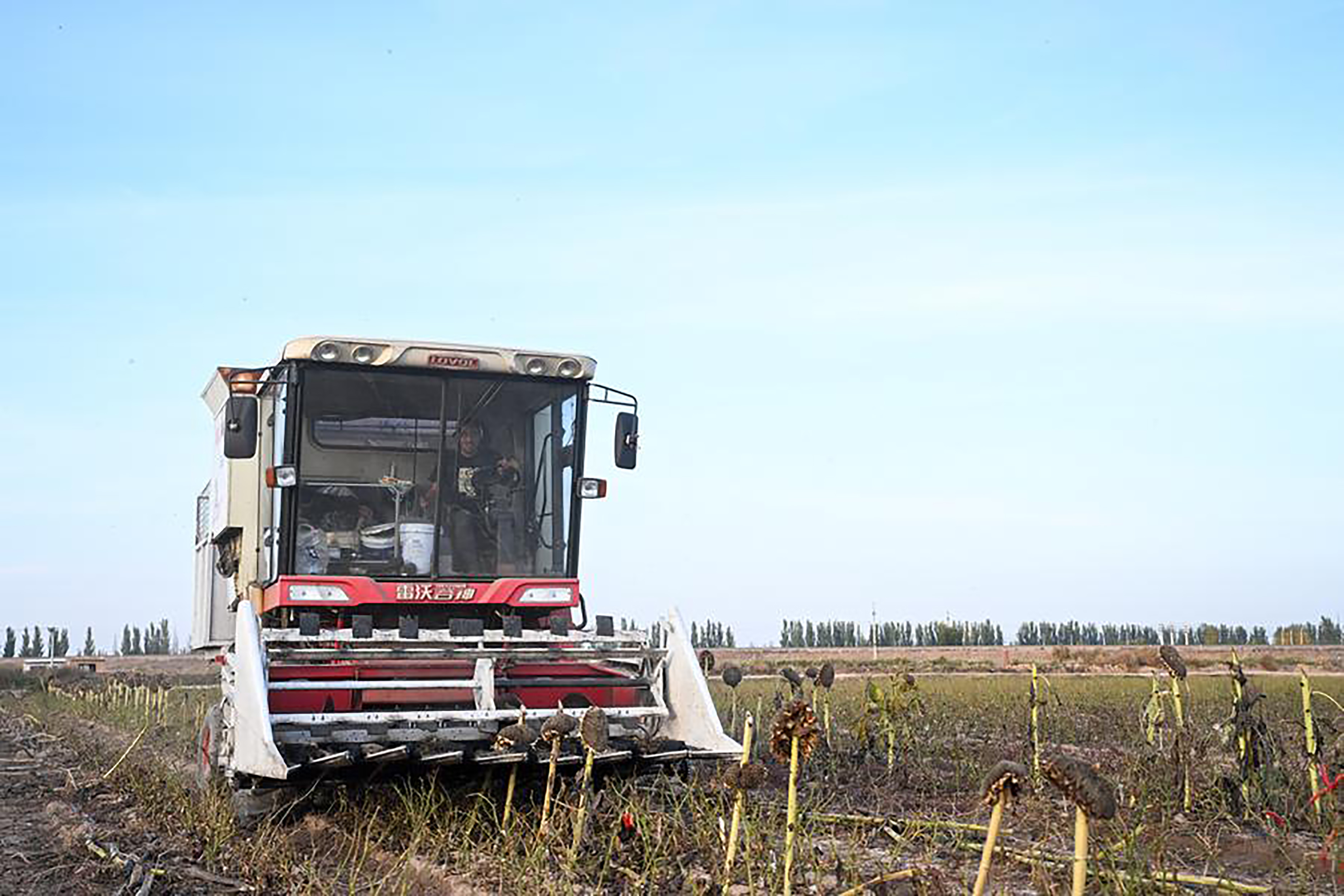 A farmer drives a harvester to harvest sunflower seeds in a field in Linhe District of Bayannur, north China's Inner Mongolia Autonomous Region