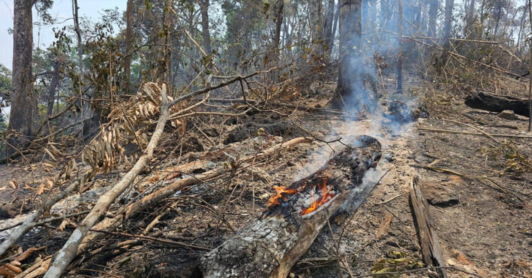 Authorities Crack Down on Illegal Forest Activity in Oudomxay