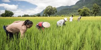 Lao Government Calls for Boost in Agricultural Production in 2025