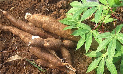 Laos Seeks Larger Share of Global Cassava Market Amid Growing Demand