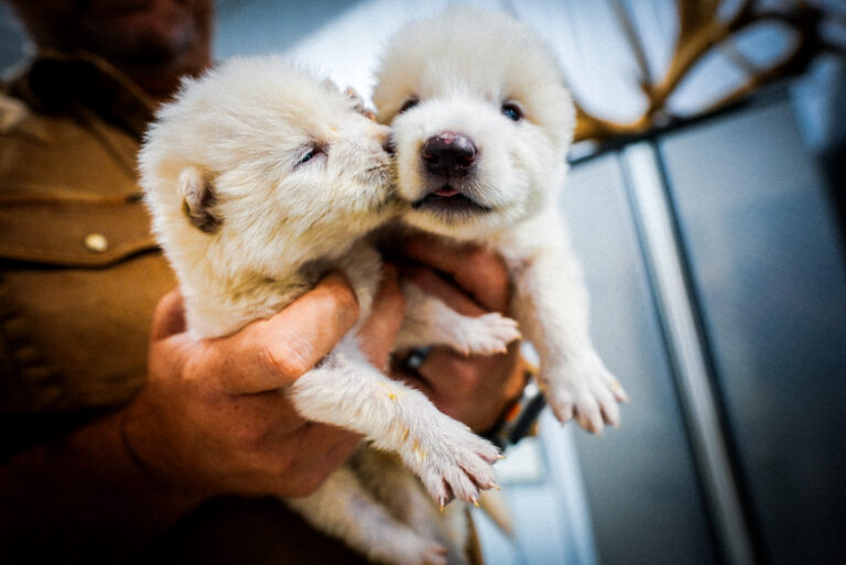 Back From Extinction: Meet the Baby ‘Dire Wolves’ Stirring Science, Social Media