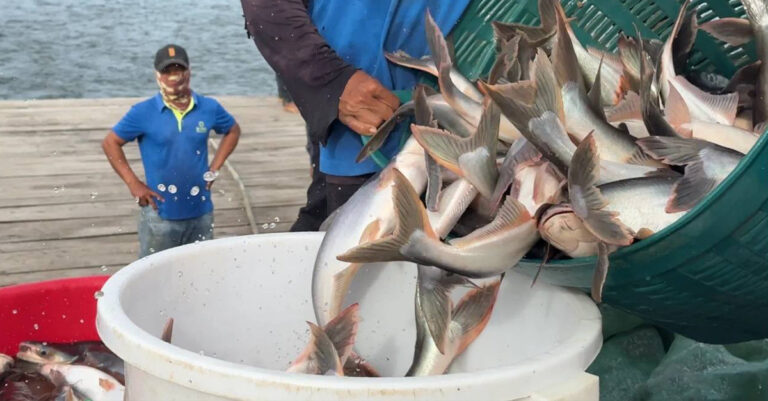 Pangasius Fish