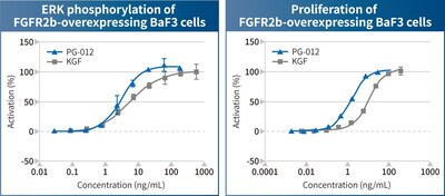 "ERK phosphorylation and cell proliferation activity of PG-012 and KGF in FGFR2b-overexpressing BaF cells.