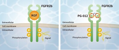 Mechanism of Action of PG-012, a KGF Alternative Peptide
