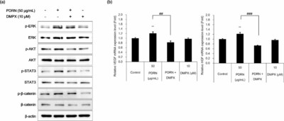 Visual representation of test results from Amorepacific R&I Center paper published in Archives of Dermatological Research, indicating that BluePDRN™ activates cell proliferation and angiogenesis pathways through A2AR-dependent mechanisms