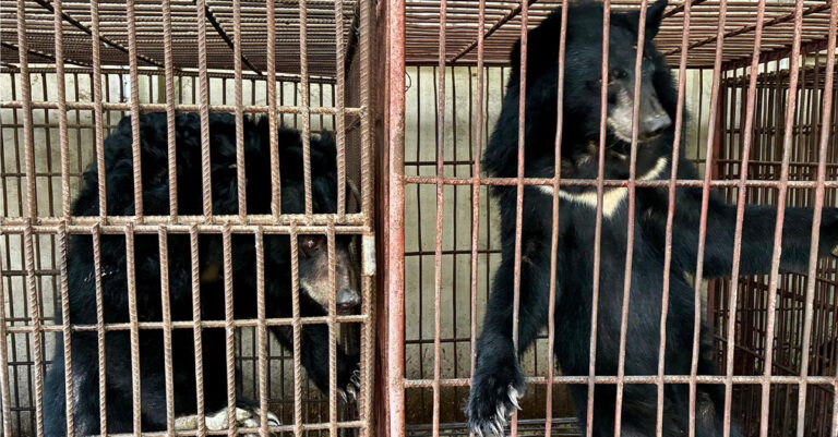 Lao Authorities Shut Down Bile Extraction Facility After Rescue of Three Bears